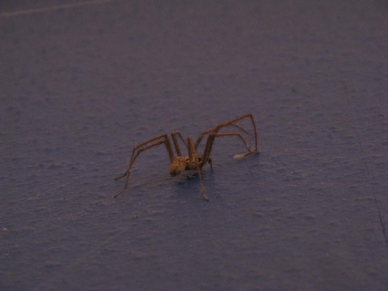 spiderunder.jpg